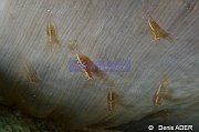 Periclimenes ornatus-Liwutonkidi Jetty beach-23m-20180604-Denis-ADER-DSC_4178_tn
